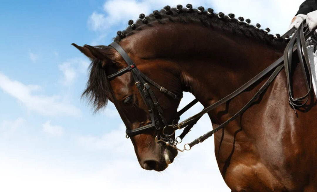 The Pros and Cons of Expert Induced Amnesia in Equestrian Coaching and Rider Performance 