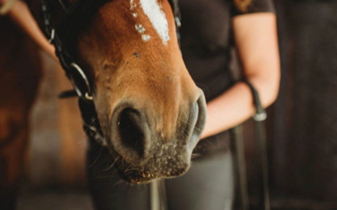 Co-regulation Horse and Rider in Synch